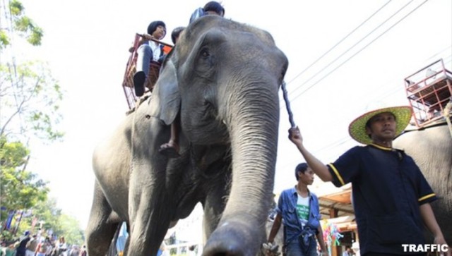 myanmar-elephant-in-thailand-wpcf_728x413
